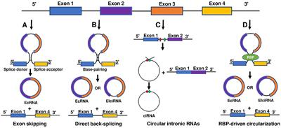 Circular RNAs and Cardiovascular Regeneration